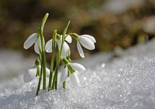 From planting to blooming: how to grow snowdrops in your garden