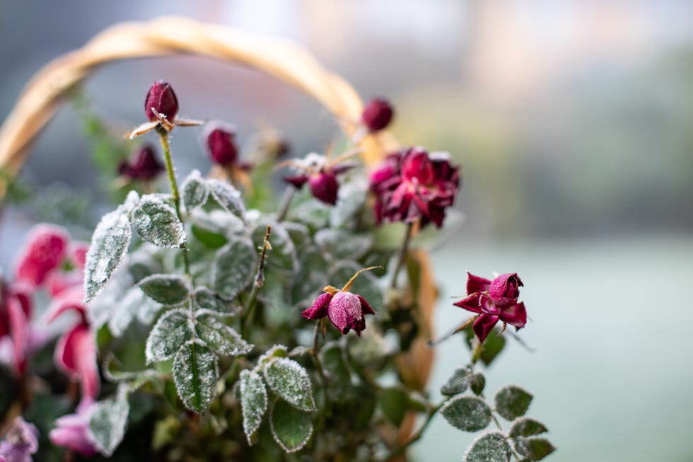 a cold january morning with frost in a garden in london, england, uk.