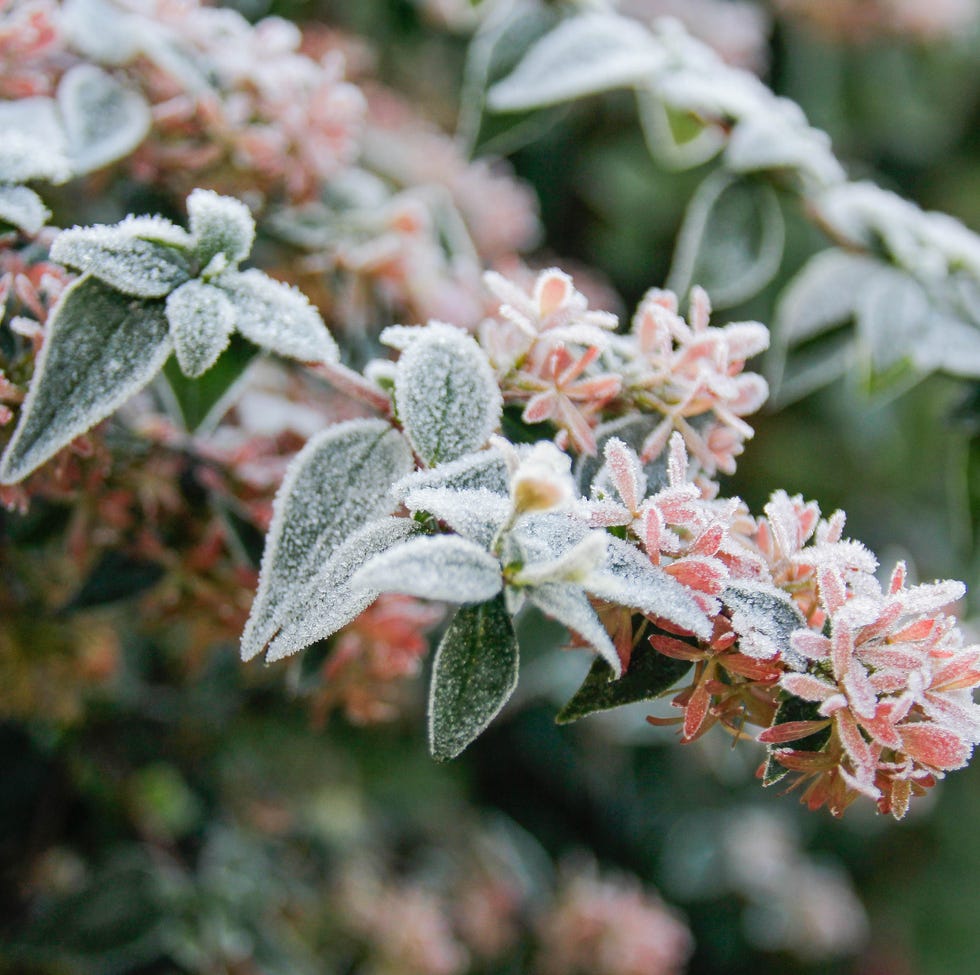 plants with frost in the winter