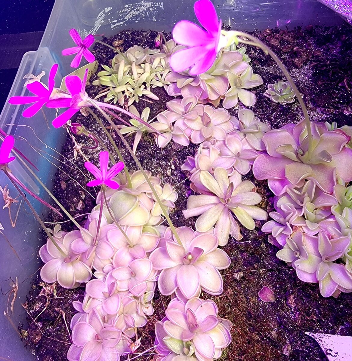 Sooo many Pings in the nursery tray!!! Sooo many Pings in the nursery tray!!!