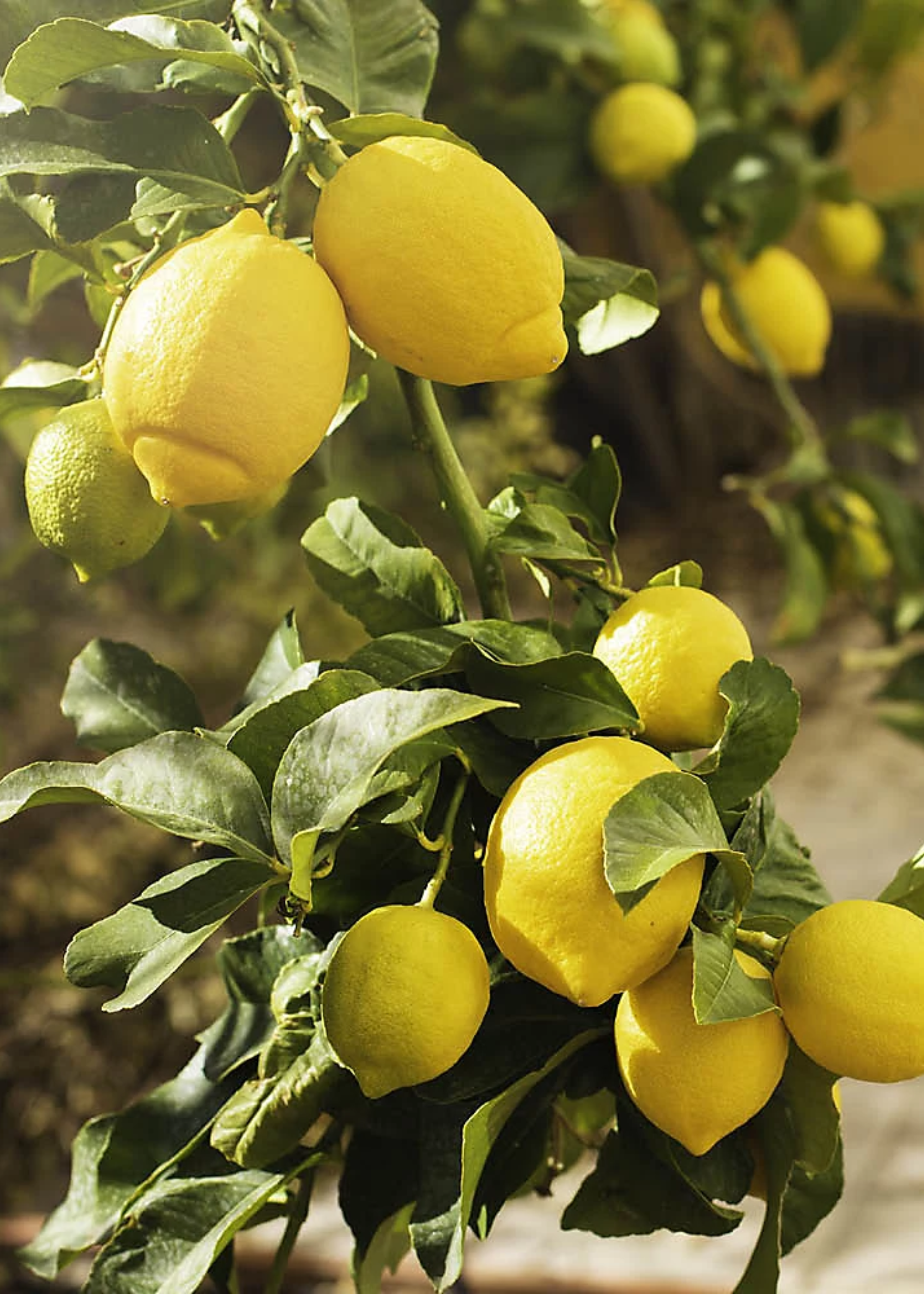 A close-up of a lemon tree