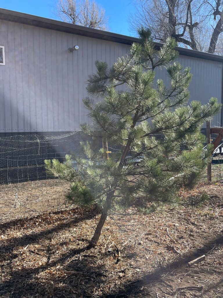 Trees growing southward