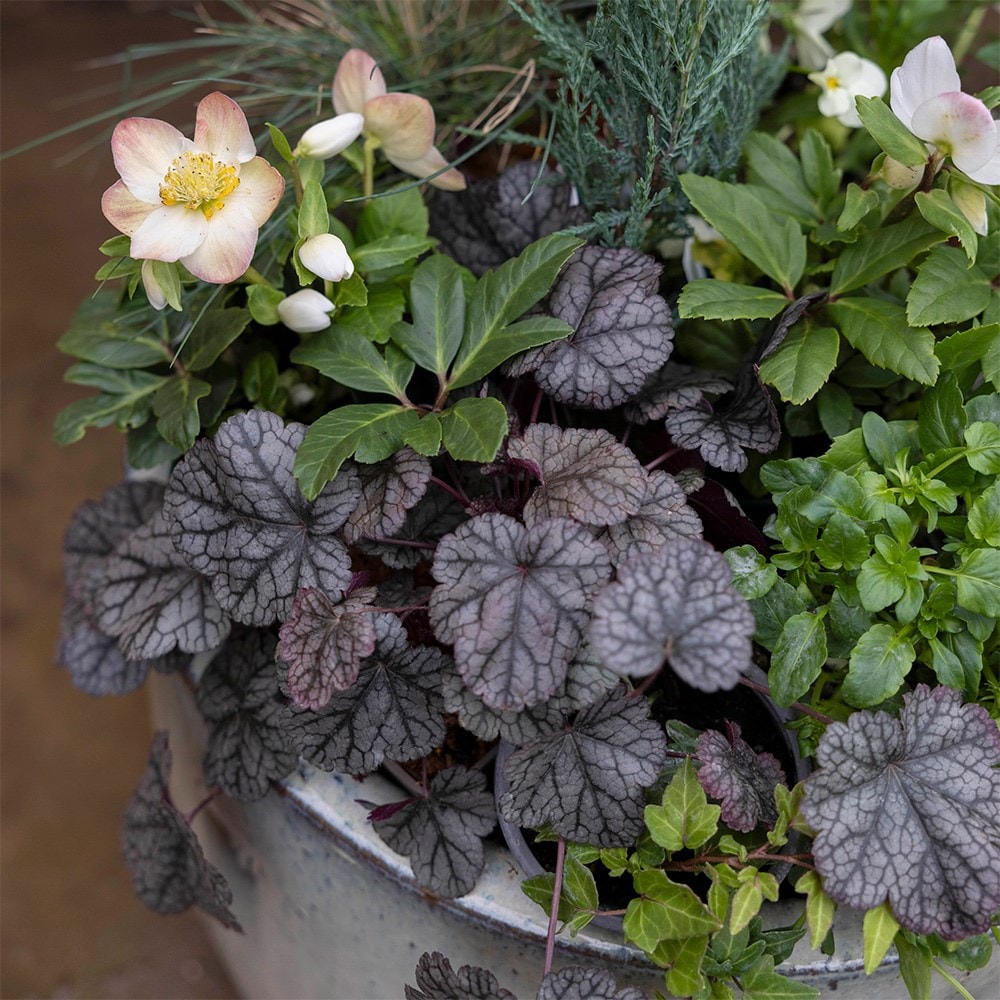 Heuchera 'silver Scrolls' (pbr)