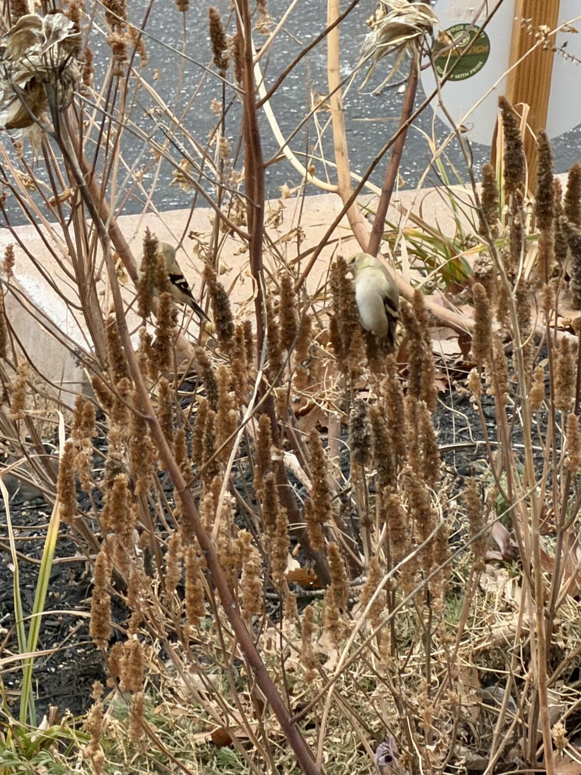 My first year of not cutting anything back 🥹