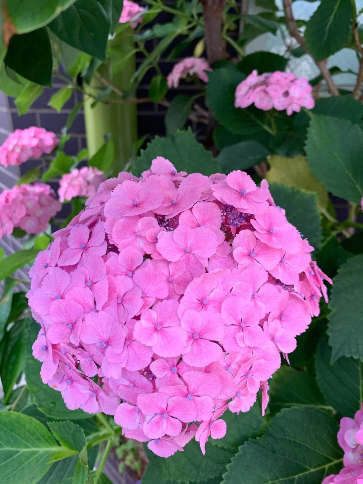 Hydrangea appreciation post.🌸✨