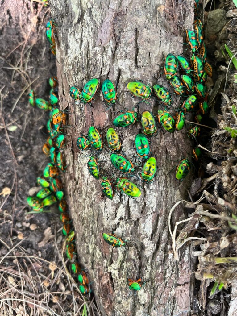 What are these little guys? This little green army is multiplying by the day.