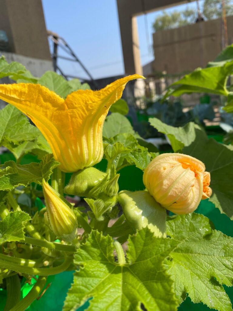 Winter garden snippets