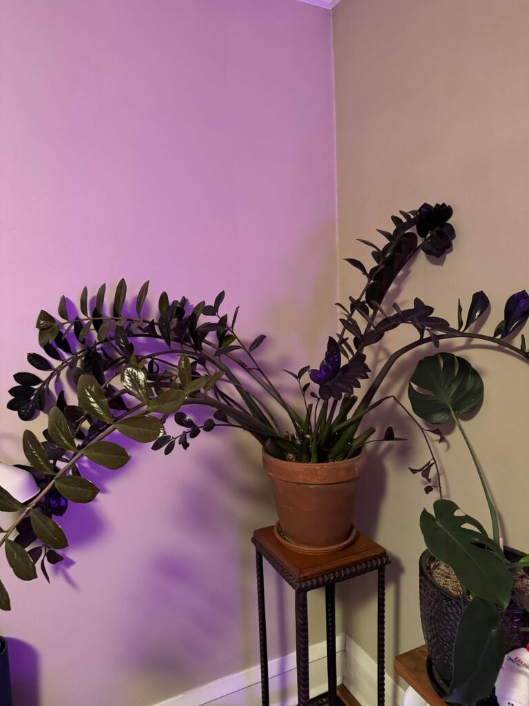 Raven ZZ in rough shape