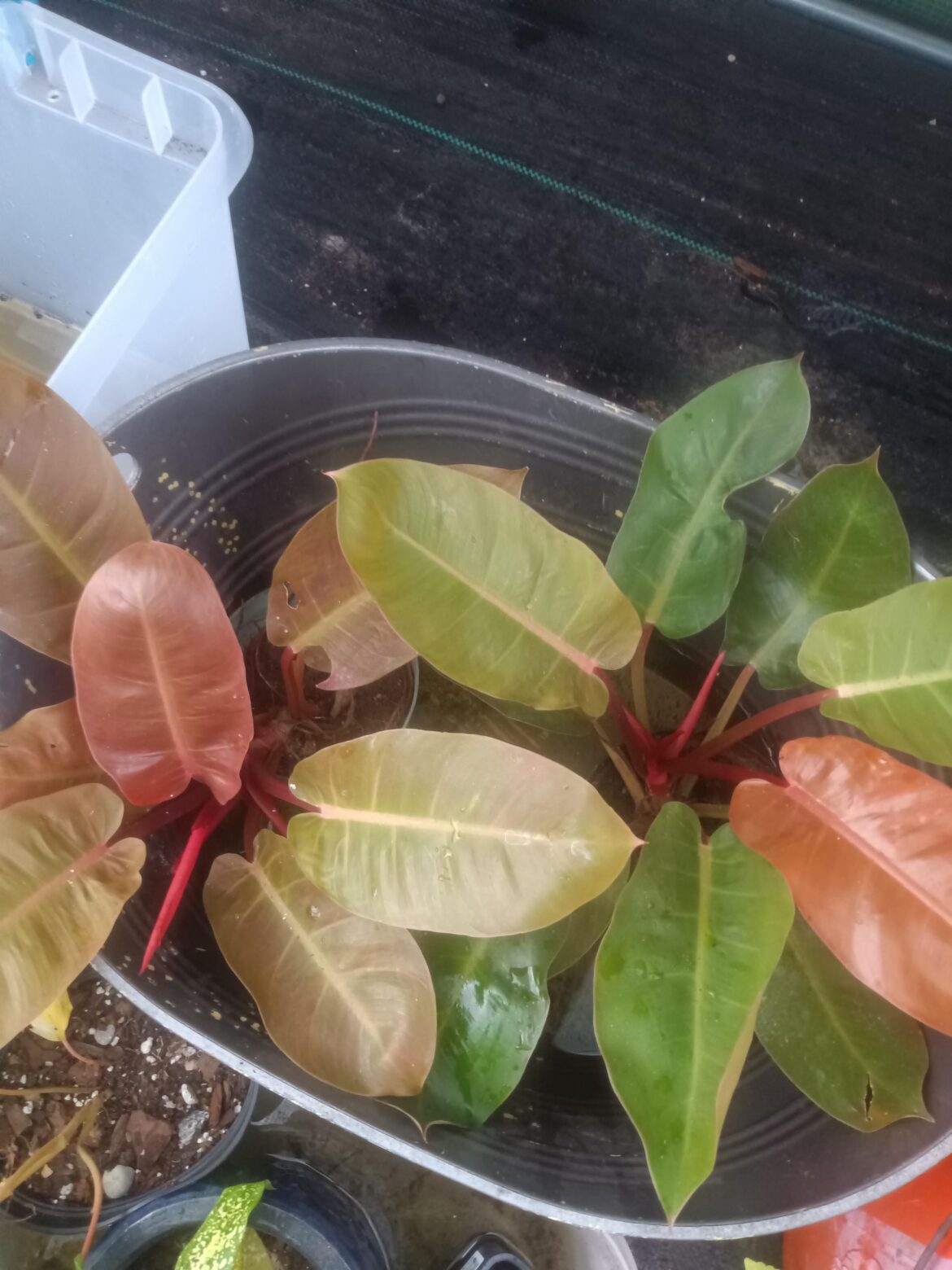 Same girls different colors