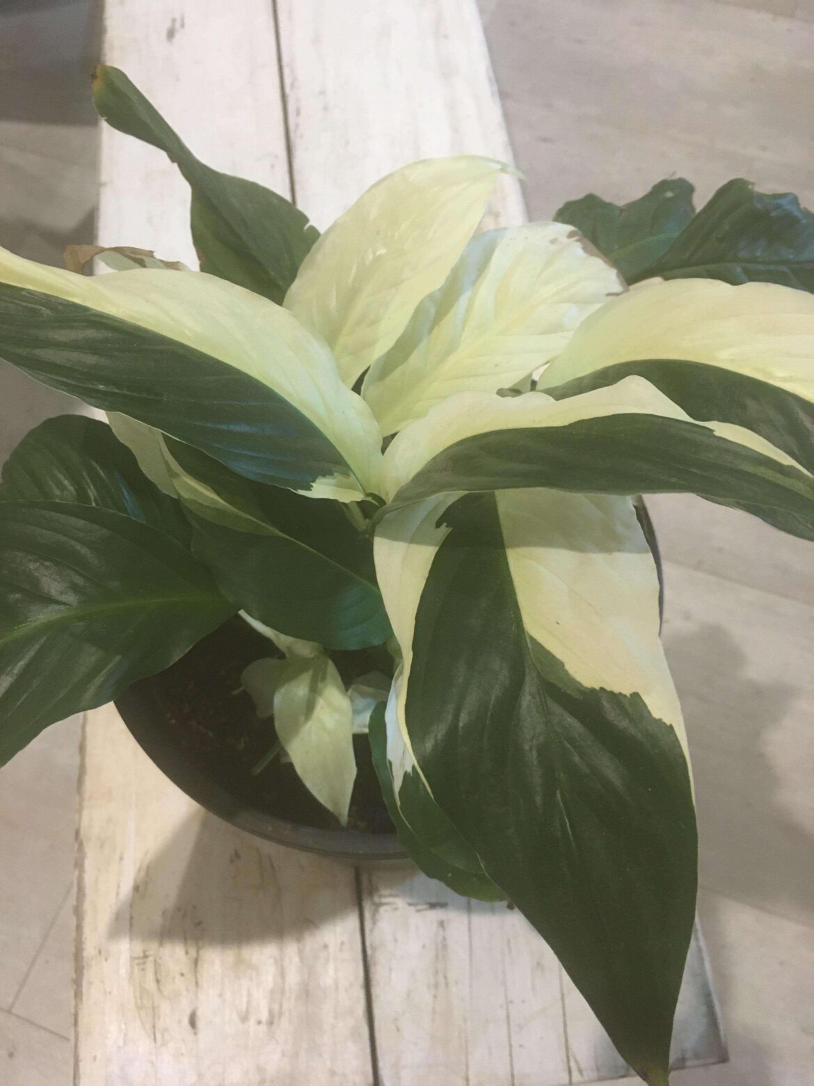 Had this beauty GIVEN to me today by a fellow plant lover