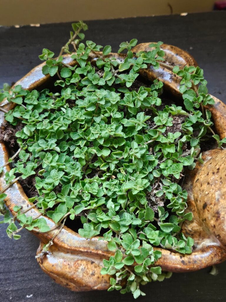 What are these 3 plants?