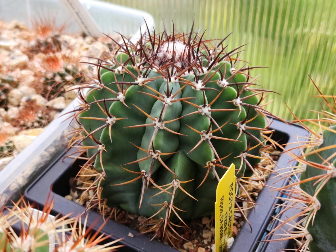 Melocactus seabraensis/concinnus