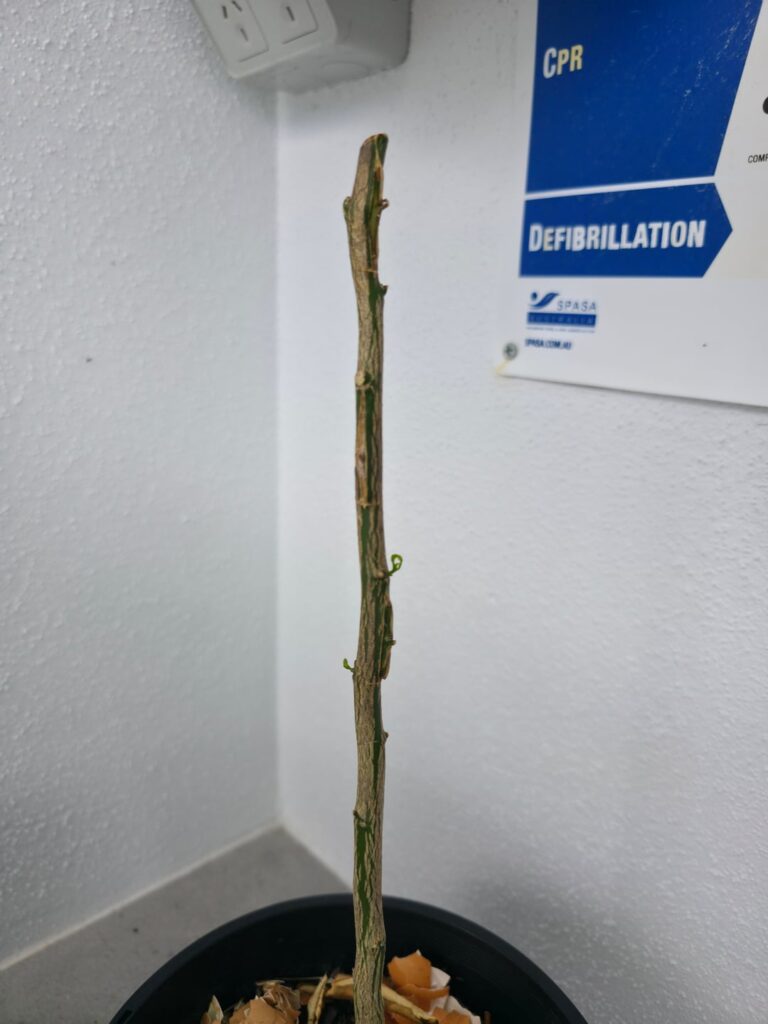 Chance of success? Chance of success?