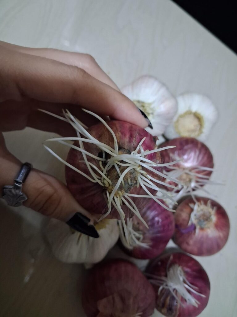 What do I do with these sprouting red onions and garlic??