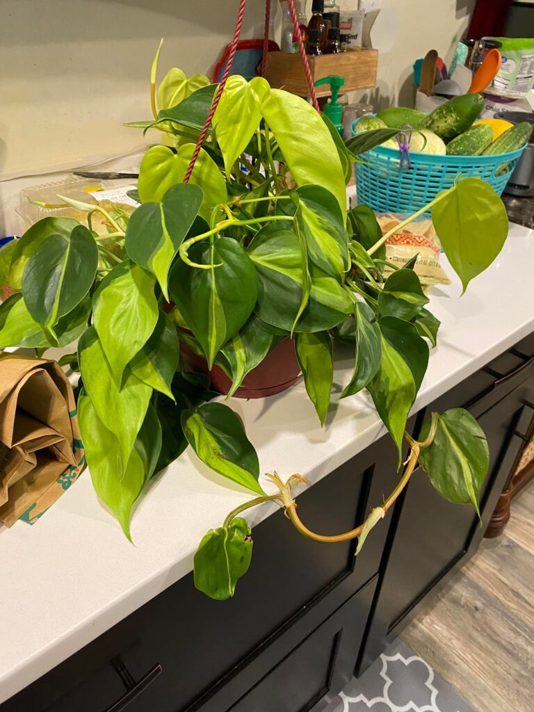Heartleaf philodendron - five months ago vs now