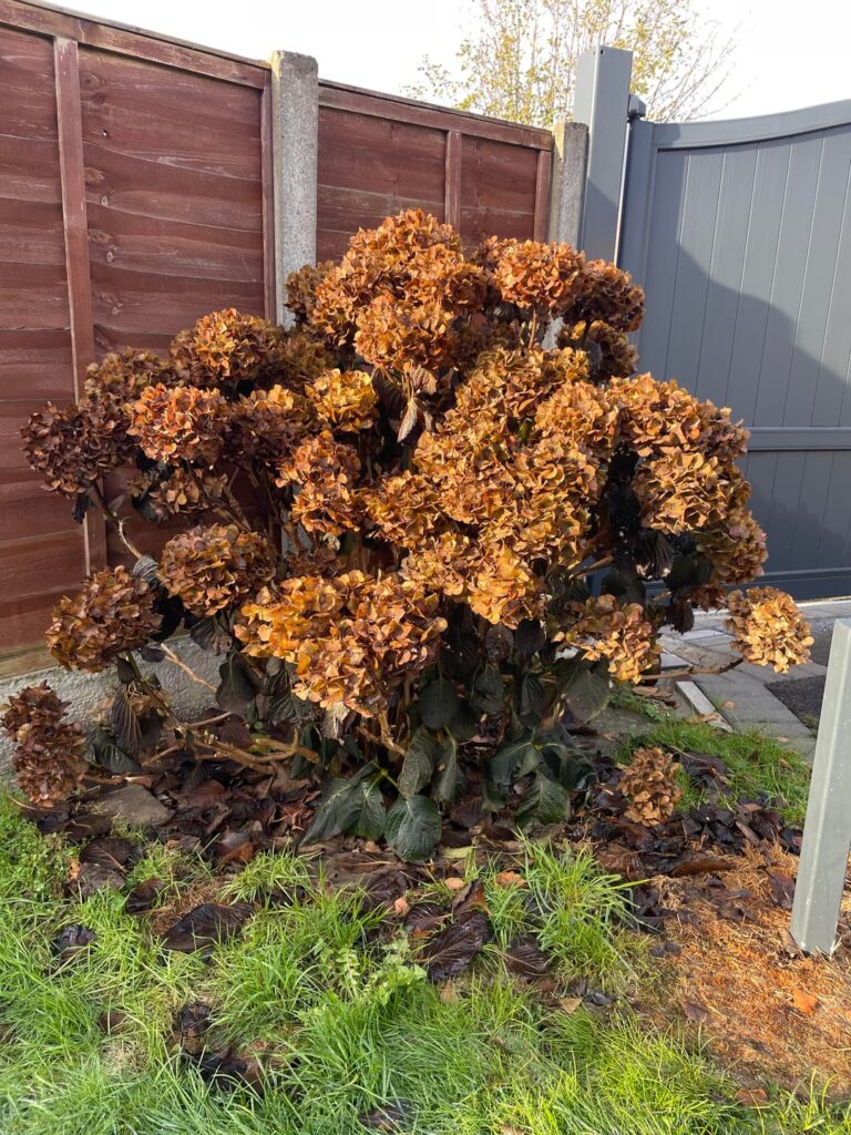 What to do with these over he winter?