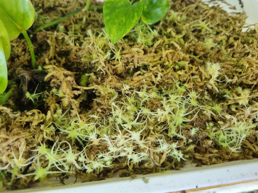 Propagating sphagnum moss.