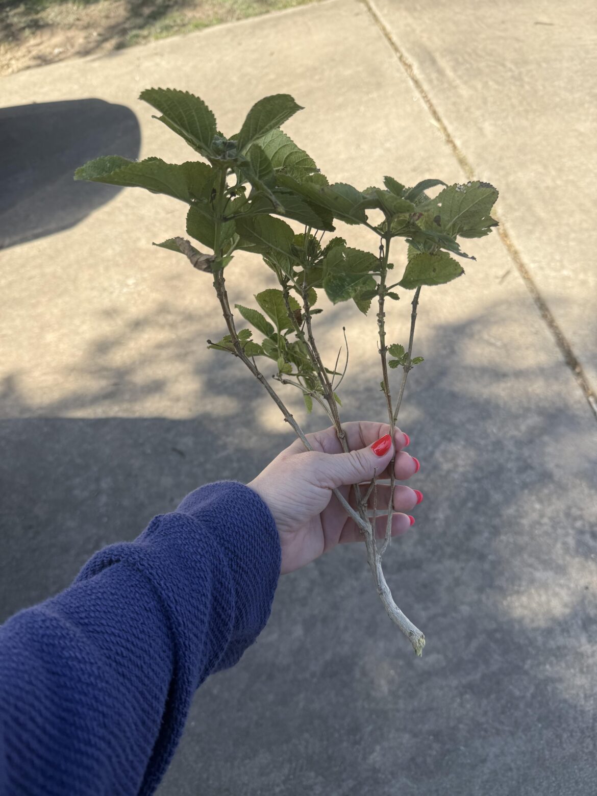Son stepped onto my lantana. Can this piece be saved?