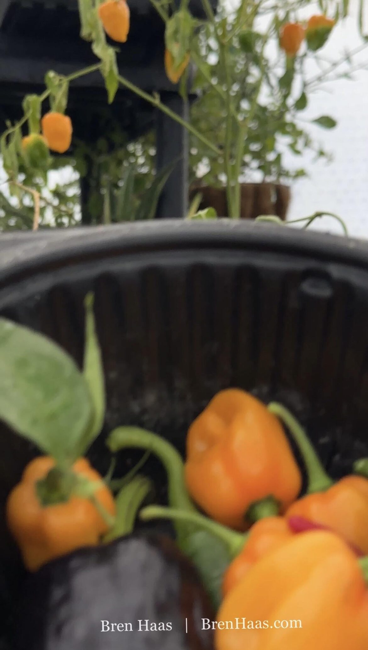 Picking More Peppers