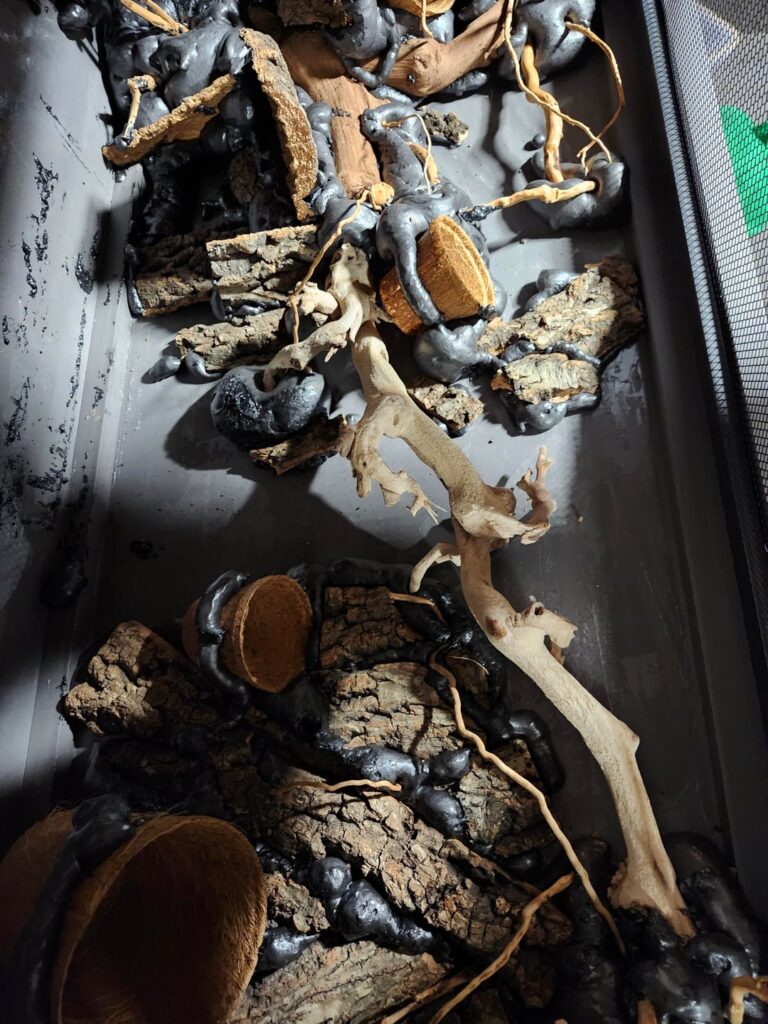 FIRST VIVARIUM: progress FIRST VIVARIUM: progress