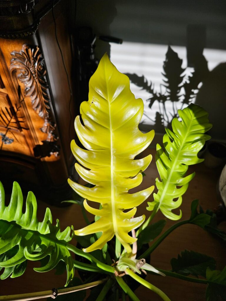 The longest lasting golden leaf on my Golden Crocodile Philodendron 😍