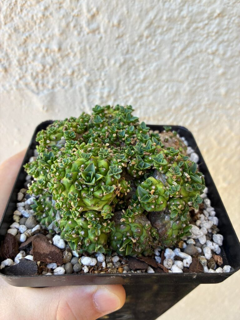 Any ideas on what this plant might me?