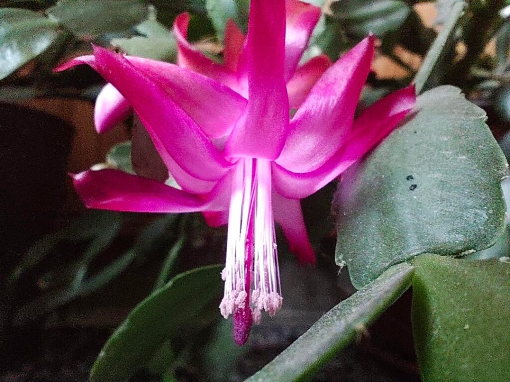 It started blooming.