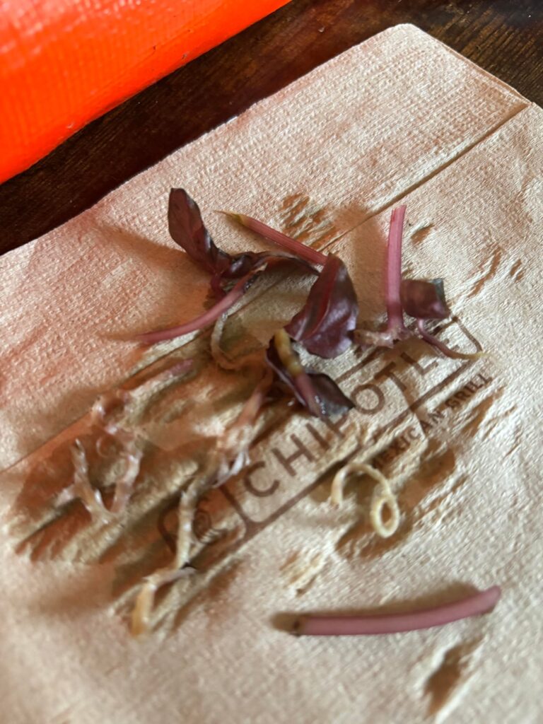 Red Ripple Peperomia