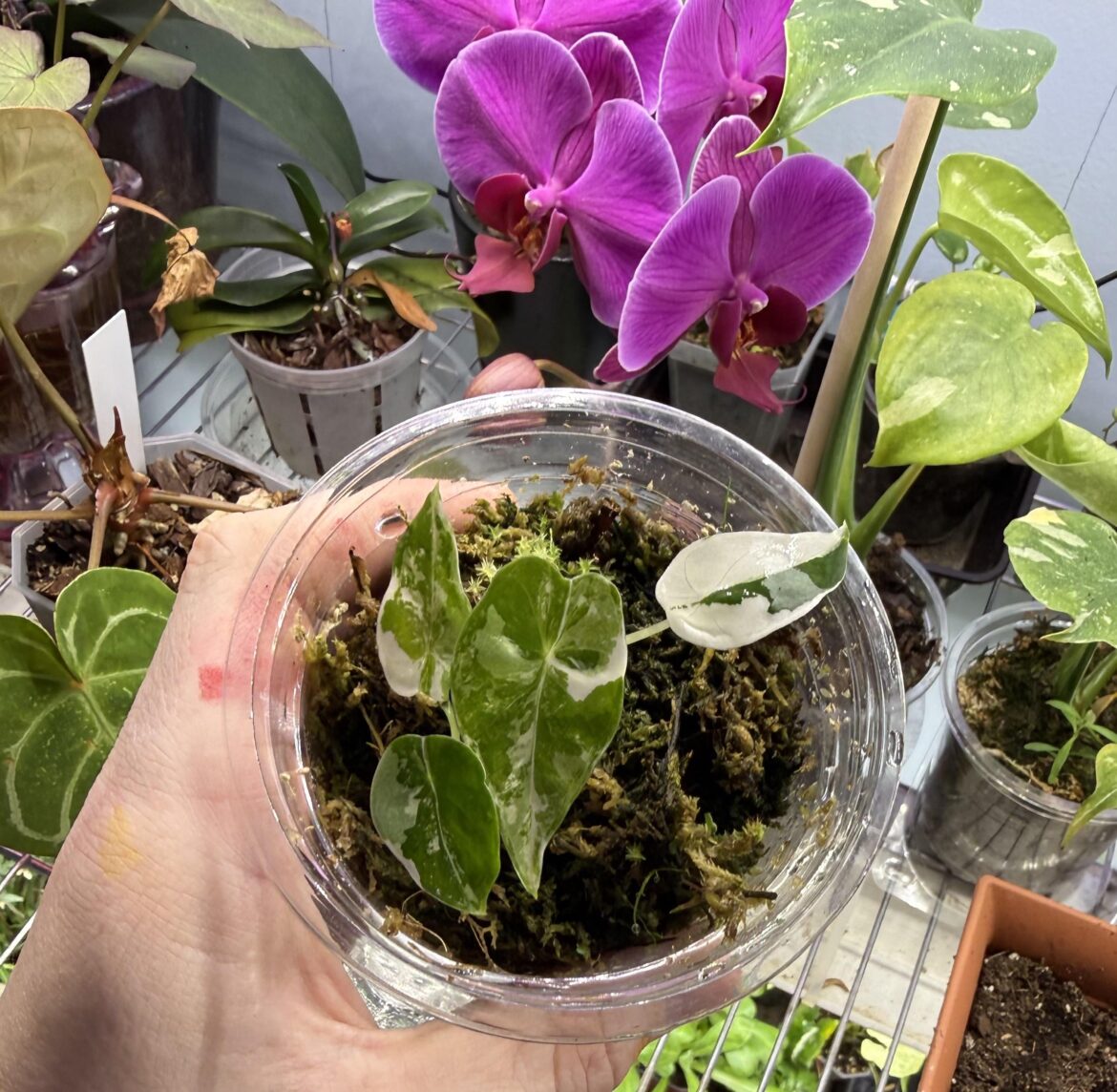 Baby Varigated Frydek