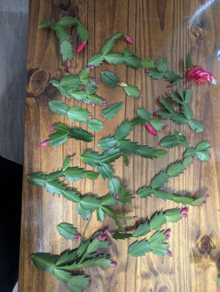 People were clearly going through the holiday cactus pretty aggressively and carelessly