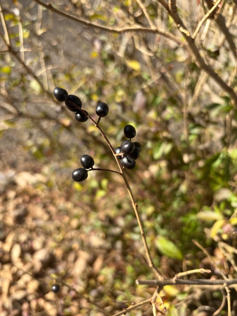 Help identify this berry plant