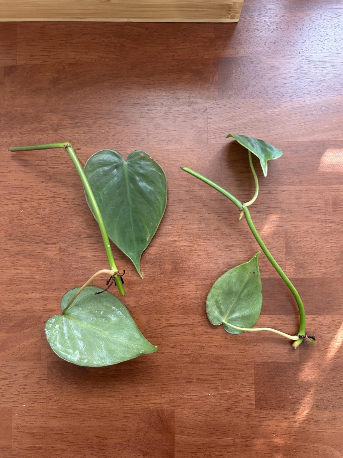 which end to place in water? which end to place in water?