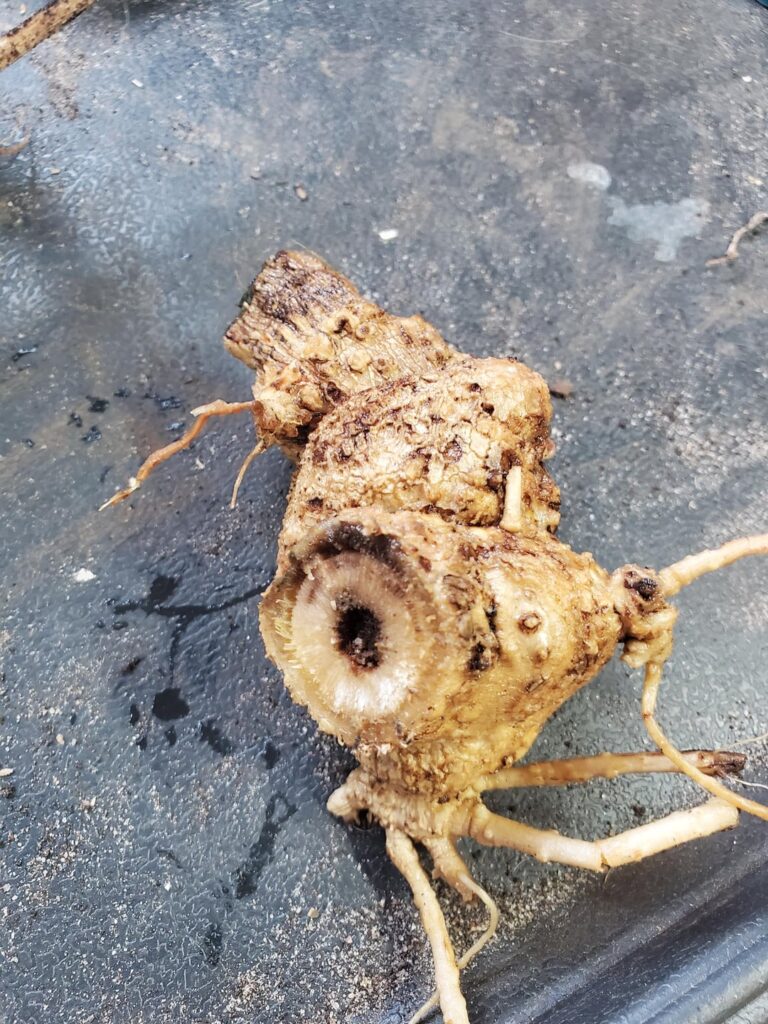 Is there any point in saving this mother tuber?