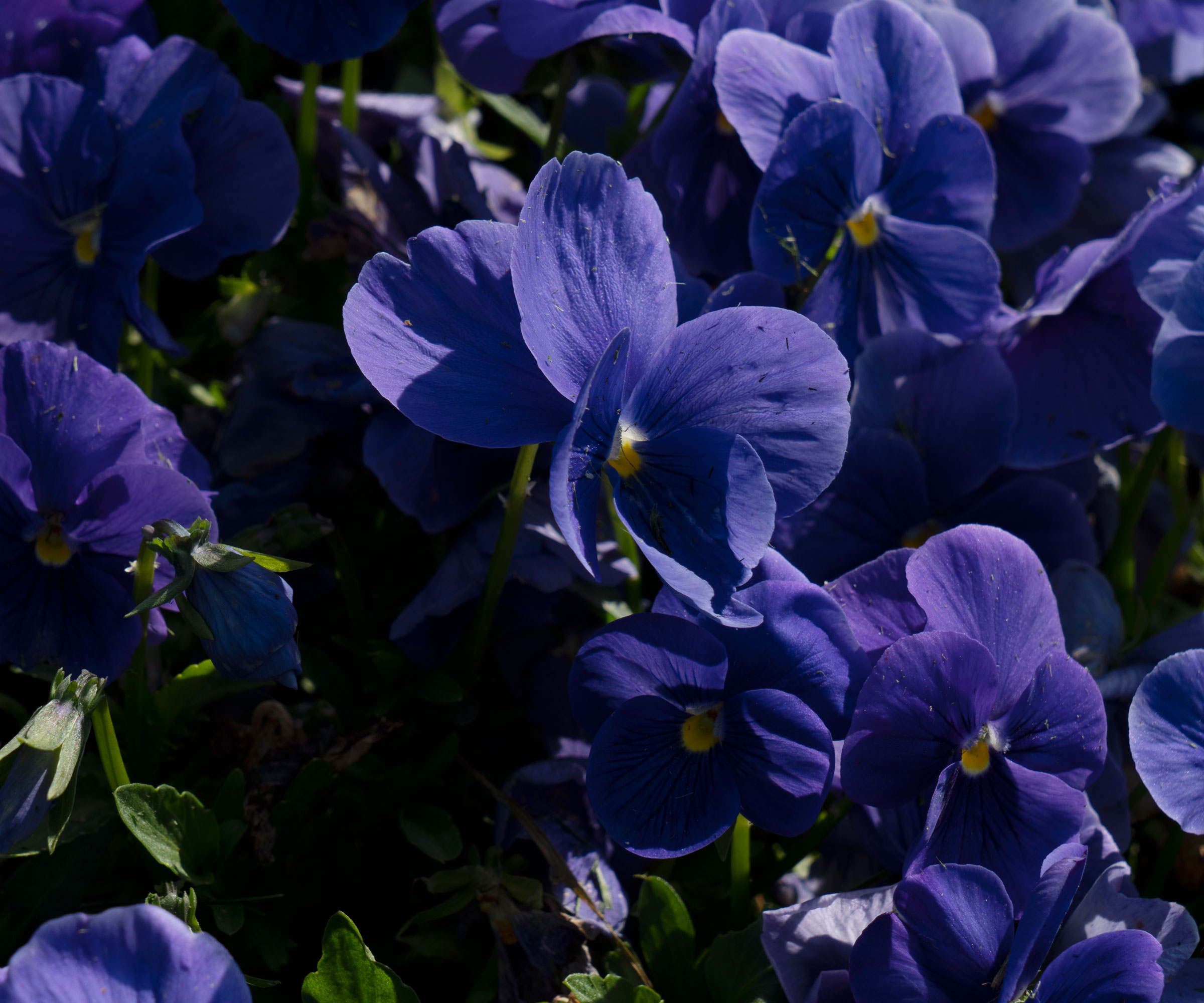 flowers of midnight blue winter pansies