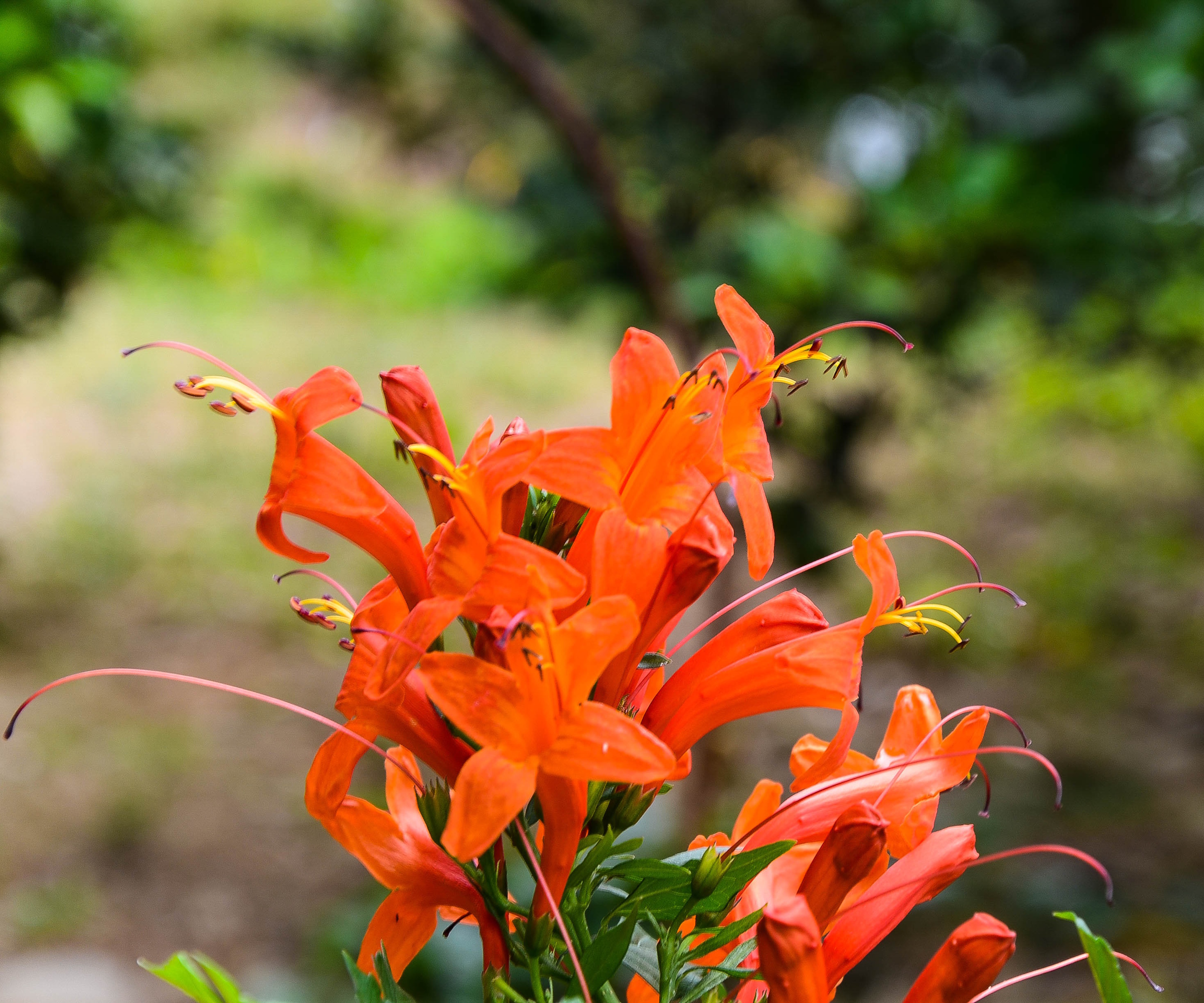 Bright orange trumpet flowers of cape honeysuckle, up close