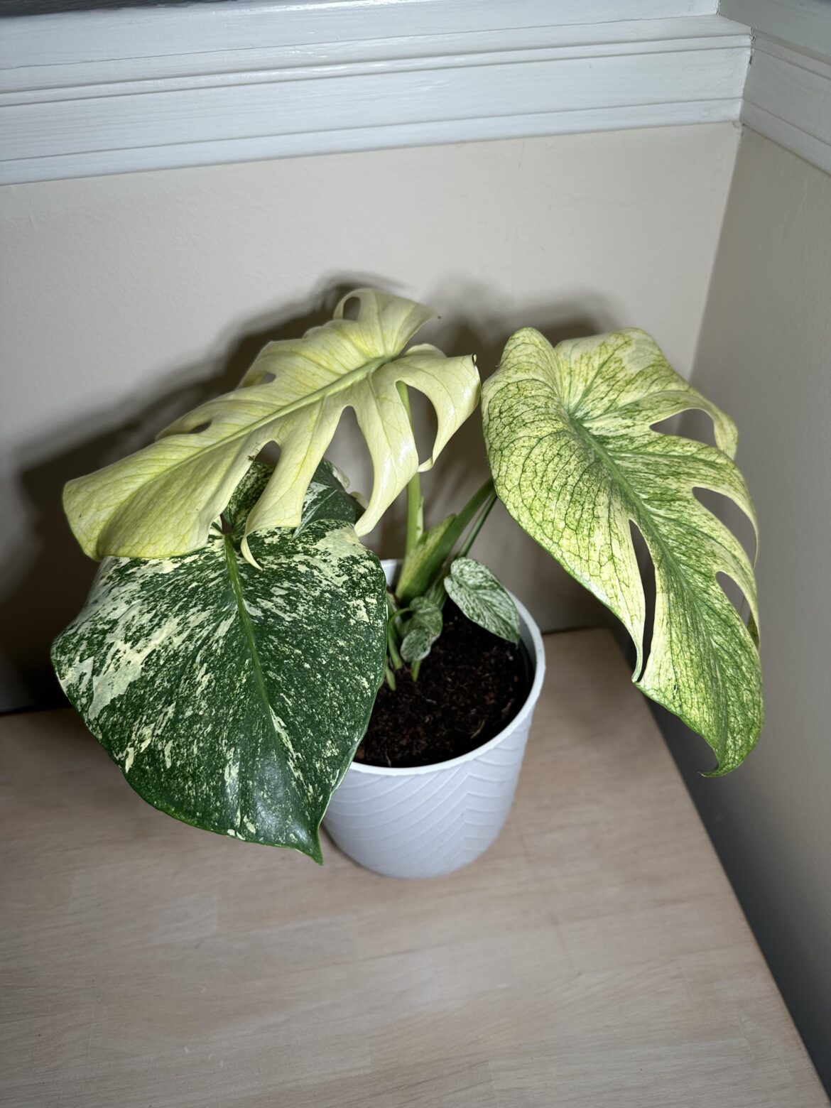 Did not expect to find this at Home Depot