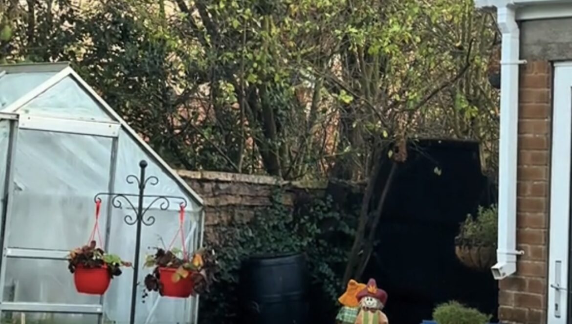 Gardener captures video of stunning creatures stopping by for break: ‘They are so beautiful’ A gardener on TikTok shared a heartwarming clip of their yard's latest visitors — several magpies making themselves at home.