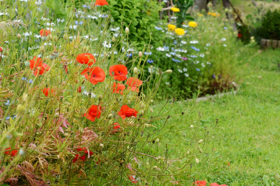 One gardener was pleasantly surprised to discover that there were 10 different butterfly species on his white mistflower plant.