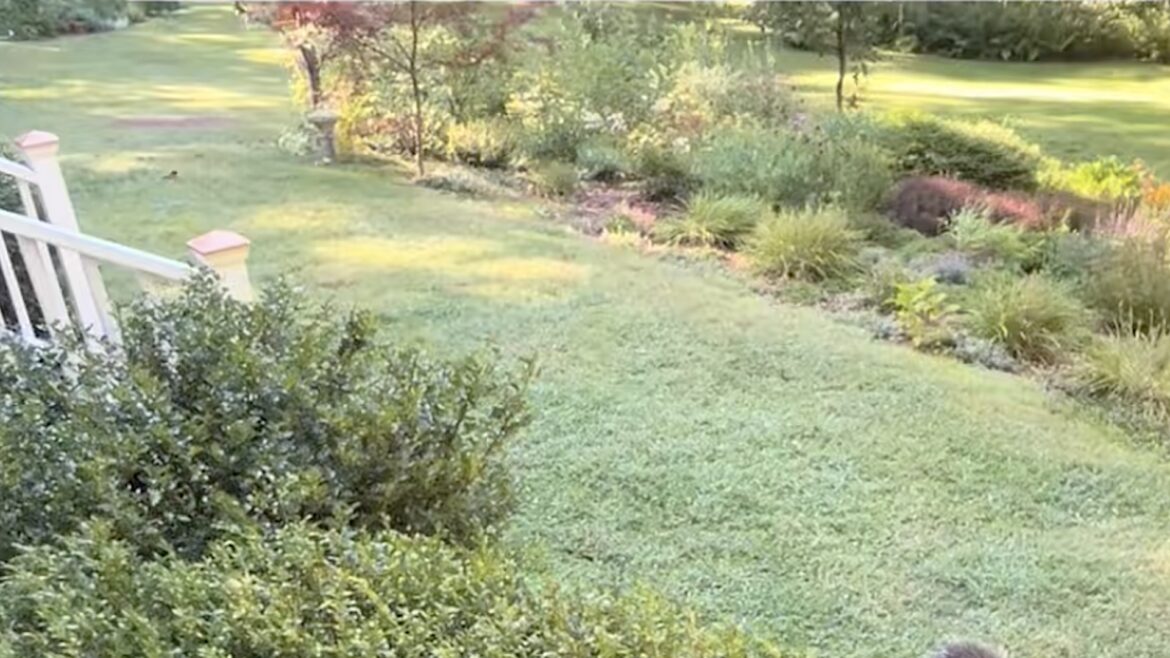 ‘Cutest thing I’ve seen all day’ One gardener shared an adorable video of a baby porcupine munching on clover in her lawn.