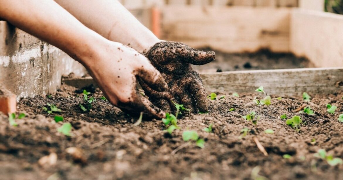 Aloha State Daily logo
