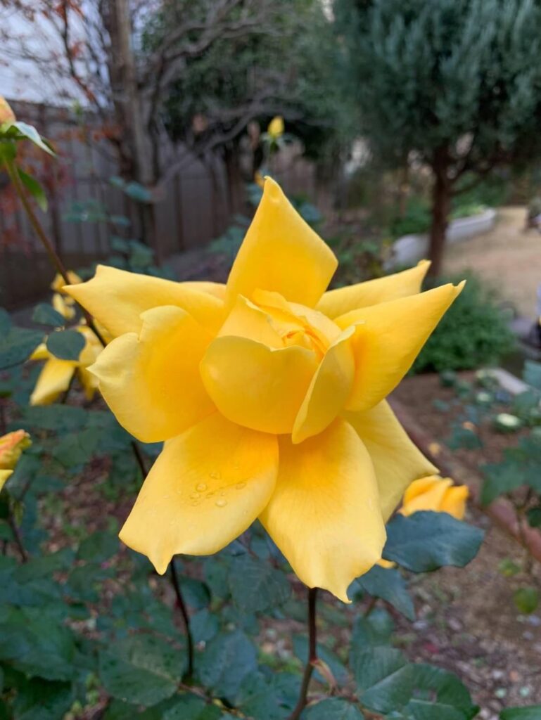 A rose kissed by morning light.💛✨