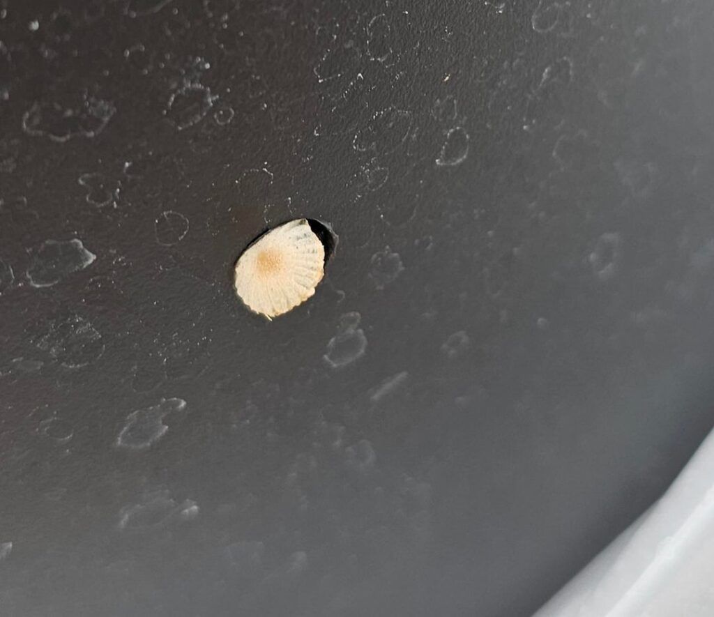 First time growing question