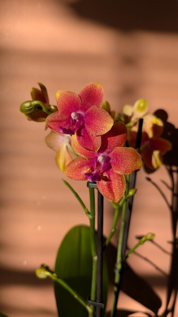 I picked out 2 new pretty phals as a Christmas gift to myself