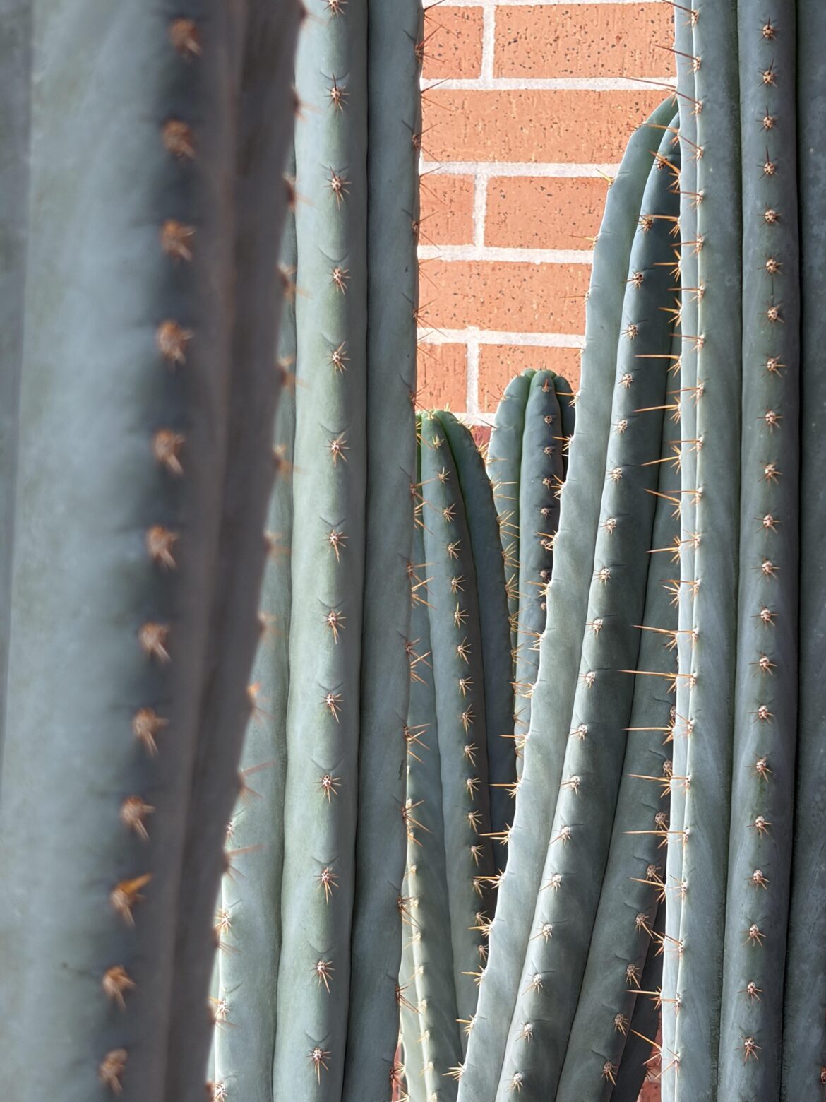 What are y’all’s favorite phenotypes?