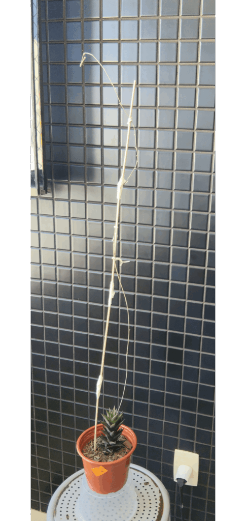 Do I cut or keep the stem?