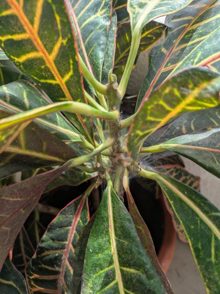 What's happening to my croton!