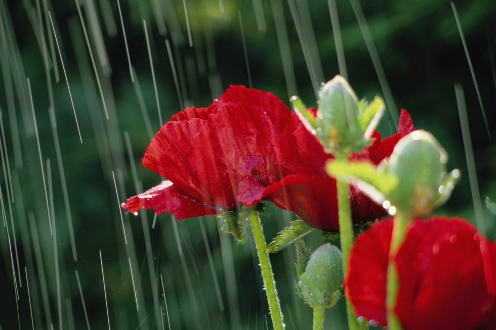 poppies (papaver orientale) in rain, close up