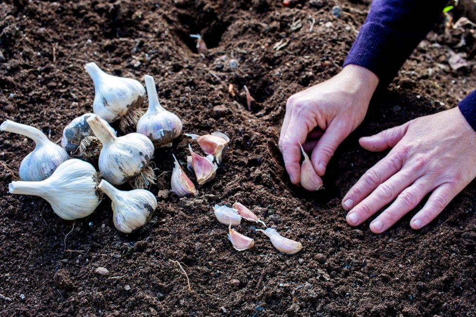 How to grow garlic