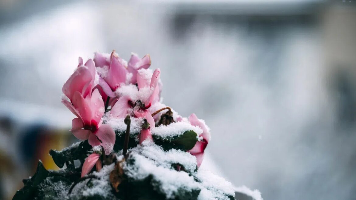 Why this winter flower challenges even seasoned gardeners Why this winter flower challenges even seasoned gardeners