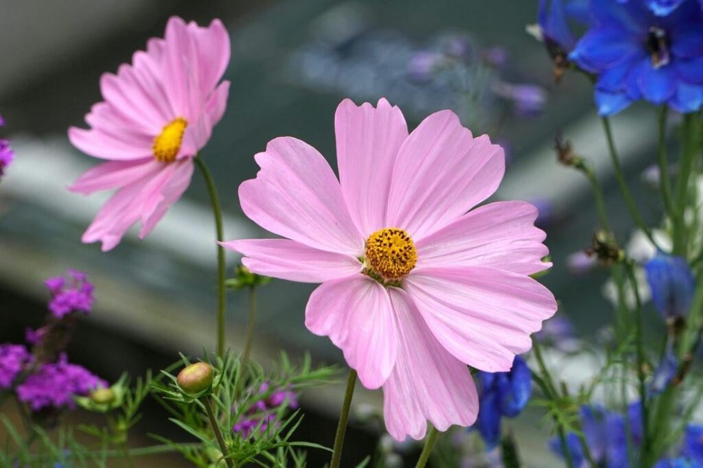 Name of this beautiful flower 🌼